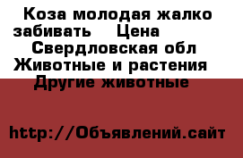 Коза молодая жалко забивать  › Цена ­ 5 000 - Свердловская обл. Животные и растения » Другие животные   